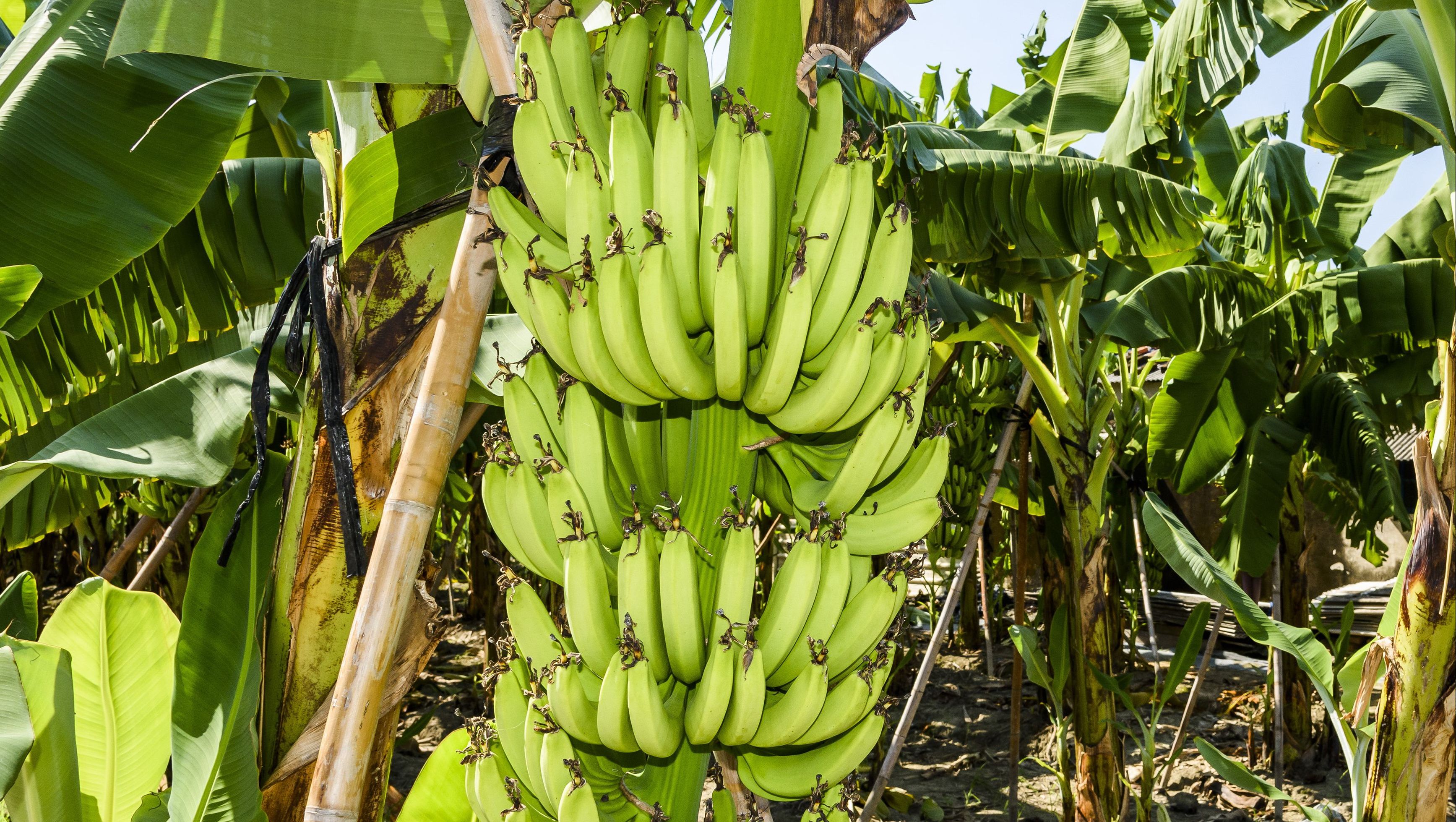 Bananen - Rezepte Suchen